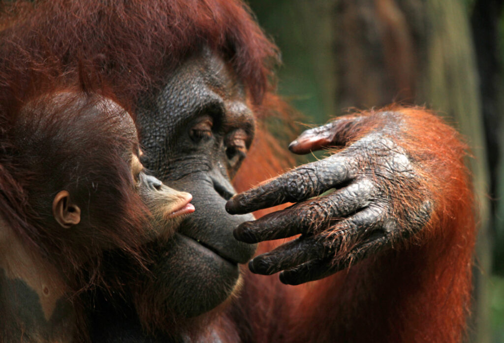 Orangutan resting at Sepilok Orangutan Rehabilitation Centre, Sandakan, Sabah
