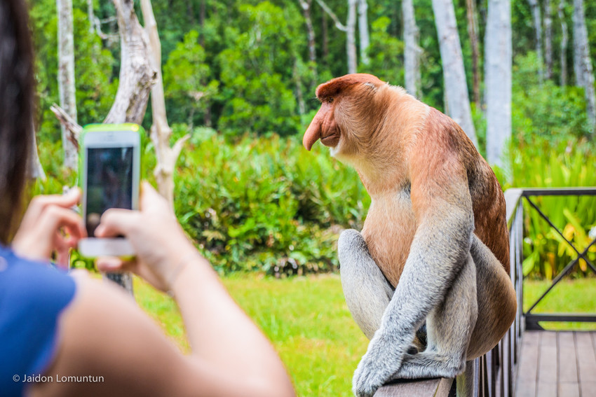 Proboscis monkeys at Labuk Bay Proboscis Monkey Sanctuary, Sandakan, Sabah