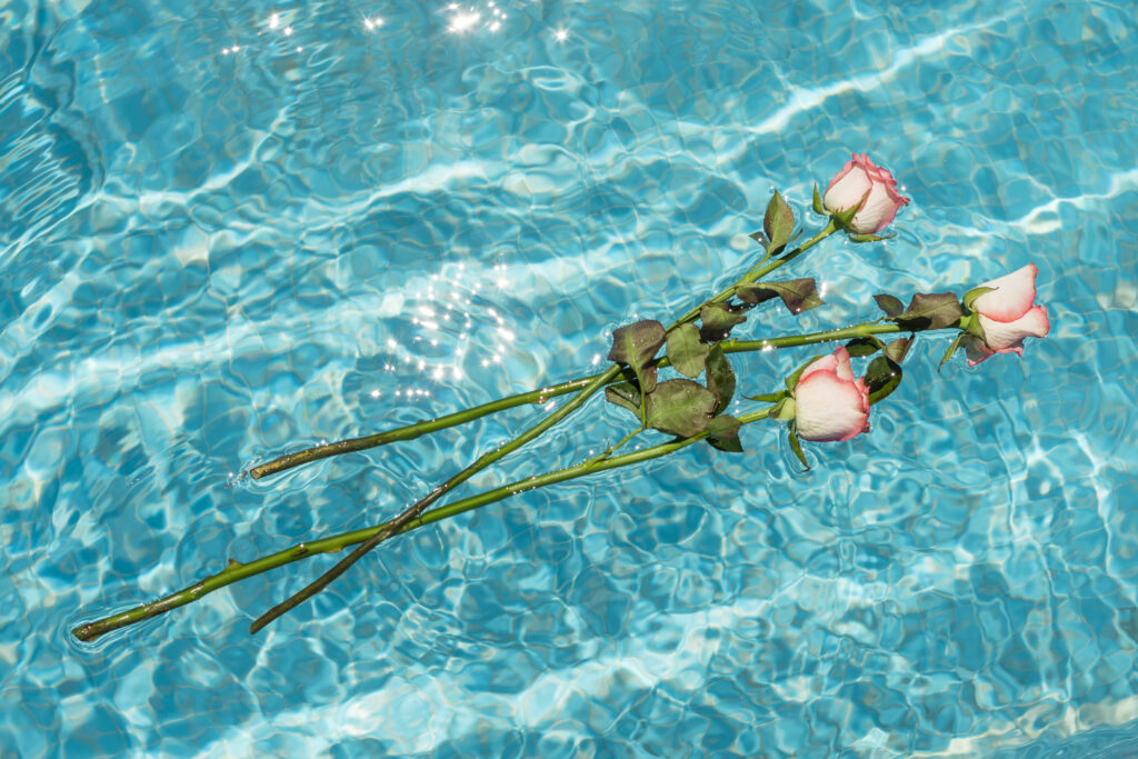 Flower floating in swimming pool at Livingston Hotel Sandakan
